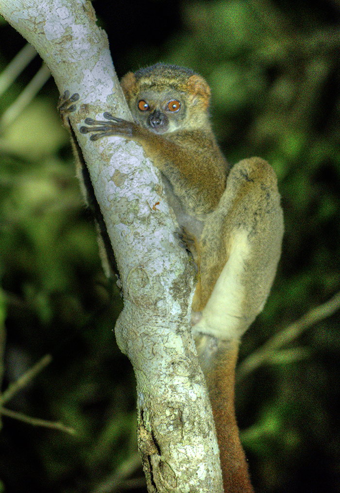 Mouse lemur